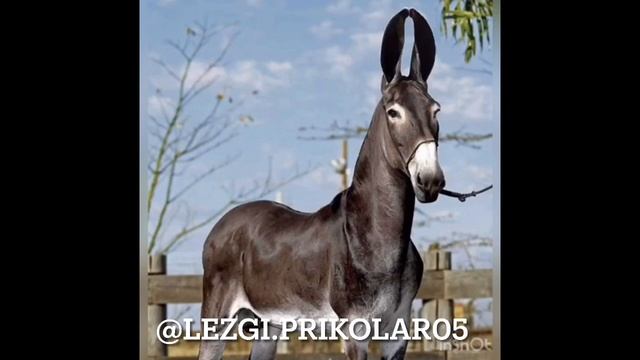 Новый лезгинские прикол 2021 смотреть онлайн