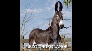 Новый лезгинские прикол 2021