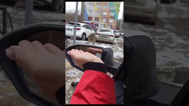 птички #любит #раменское #полина #алиса #игры #веселье #like смотреть онлайн