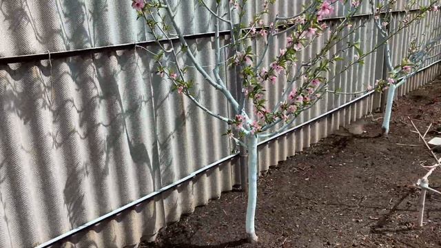 Цветение Персиков в Воронеже после сильных Морозов.04.05.2021.4K смотреть онлайн