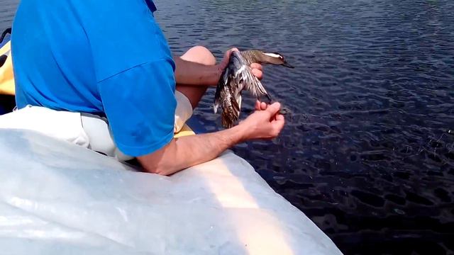 Водный поход по р.Сейм, май 2016 г. Освобождение утки из сетей. Ч.1 смотреть онлайн