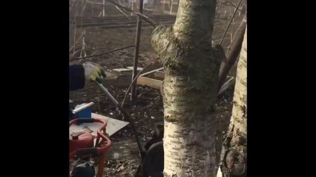 Абиссинский колодец, ударно канатный механизм смотреть онлайн