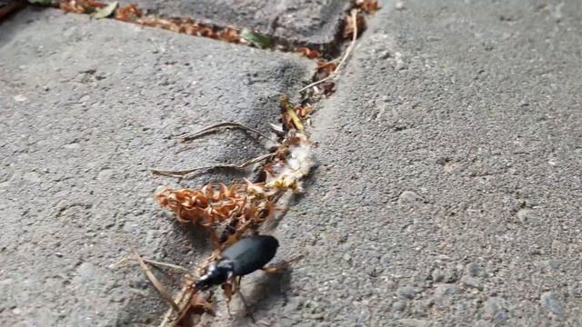 Бегающий жук смотреть онлайн