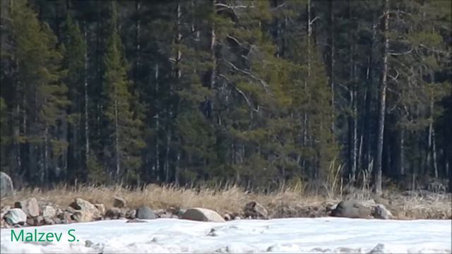 Косуля в Лесозаводском ч. 3 смотреть онлайн