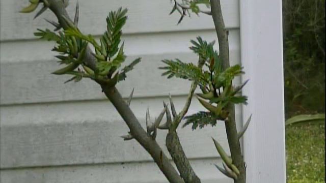Bonsai the New Easy Method # 253 Bullhorn Acacia revisit смотреть онлайн
