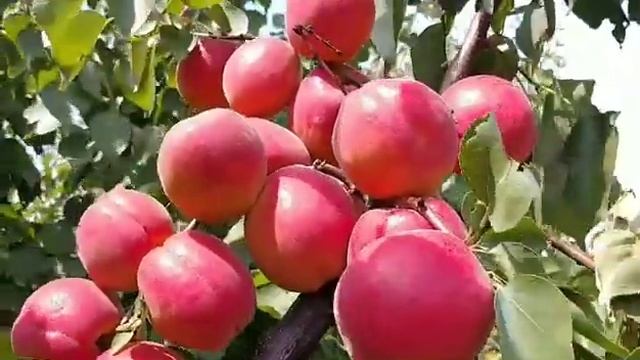 Ексклюзивна новинка! Абрикос Дігат! Apricot Digat. Майже ідеальний сорт! смотреть онлайн