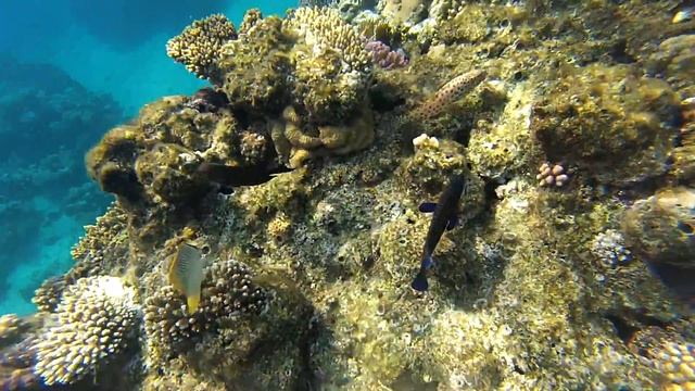 Леопардовый групер - Squaretail coralgrouper. Red sea. Sharm el Sheikh. Бухта Sharks bay. смотреть онлайн