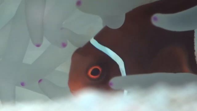Sony HDR-GW77 - Aquarium Macro Video смотреть онлайн