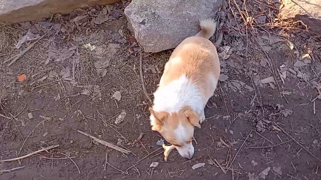 Кормление бездомных животных (Ролик № 149) смотреть онлайн