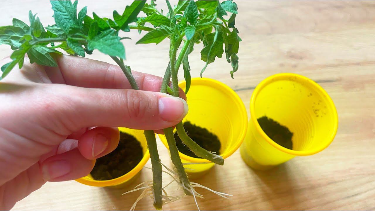 ПИКИРУЮ ТОМАТЫ ТОЛЬКО ТАК! РАССАДА ВСЕГДА КРЕПКАЯ И ЗДОРОВАЯ С МОЩНЫМИ КОРНЯМИ смотреть онлайн