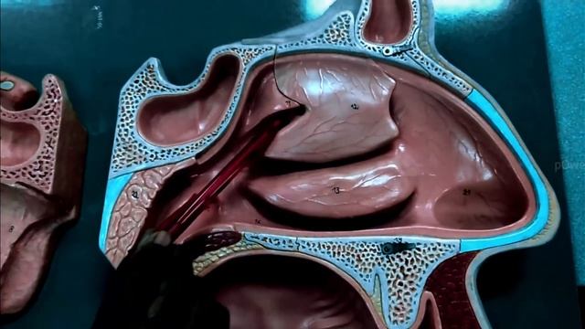 Working Of Human Nose | Structure And Function (Urdu/Hindi) смотреть онлайн