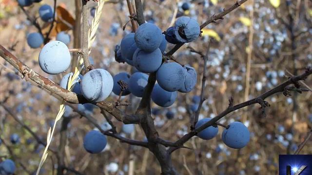 Слайды, Харьковская обл окресности Протопоповка смотреть онлайн