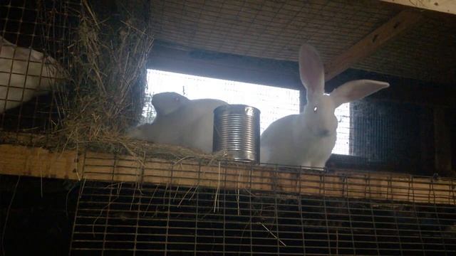 Миксоматоз, как же с ним бороться. смотреть онлайн