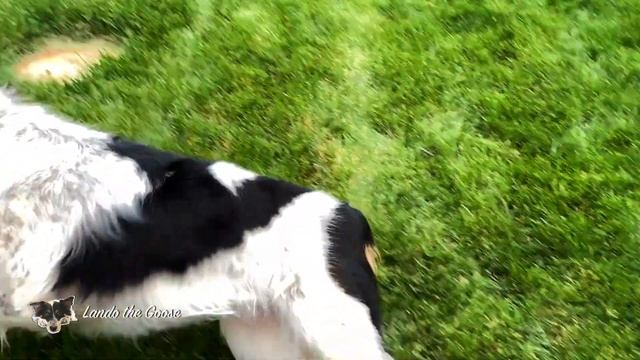 Chuckit! ZipFlight Frisbee SLO-MO Lando The Goose смотреть онлайн