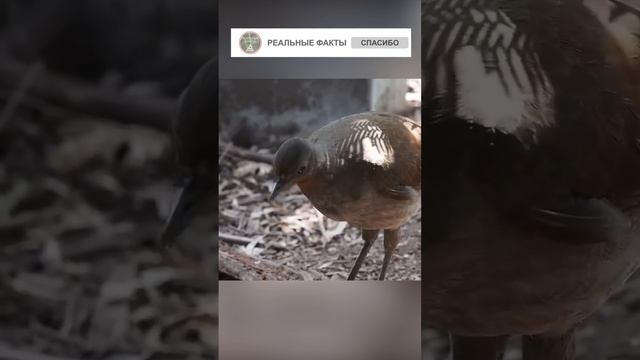 Живой диктофон. Большая птица Лира смотреть онлайн