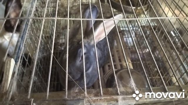 И снова стройка. Окрол Советской шиншиллы. Еж ест гречневую кашу смотреть онлайн