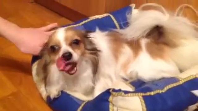 Моя любимая собака!!! :))