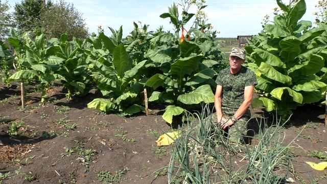 Сорт курительного табака - Американ чепчиковидный, обзор от Василича. смотреть онлайн