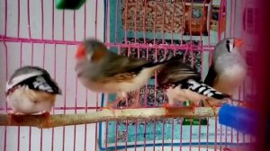 Как поют зебровые амадины