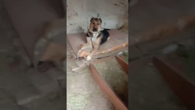 хочу приучить собаку к новой лежанке #алабай #ит #собака #dog #respect #коррекция #дрессировка смотреть онлайн
