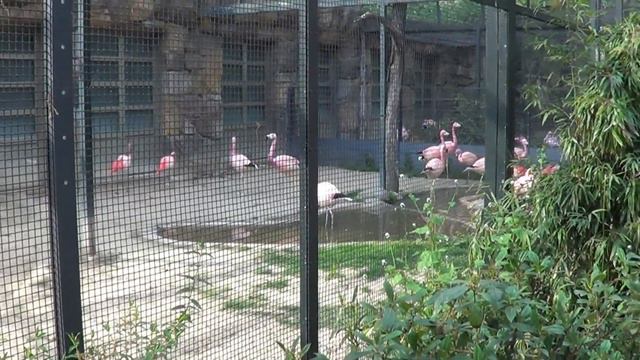 Берлинский зоопарк - Zoologischer Garten Berlin. смотреть онлайн