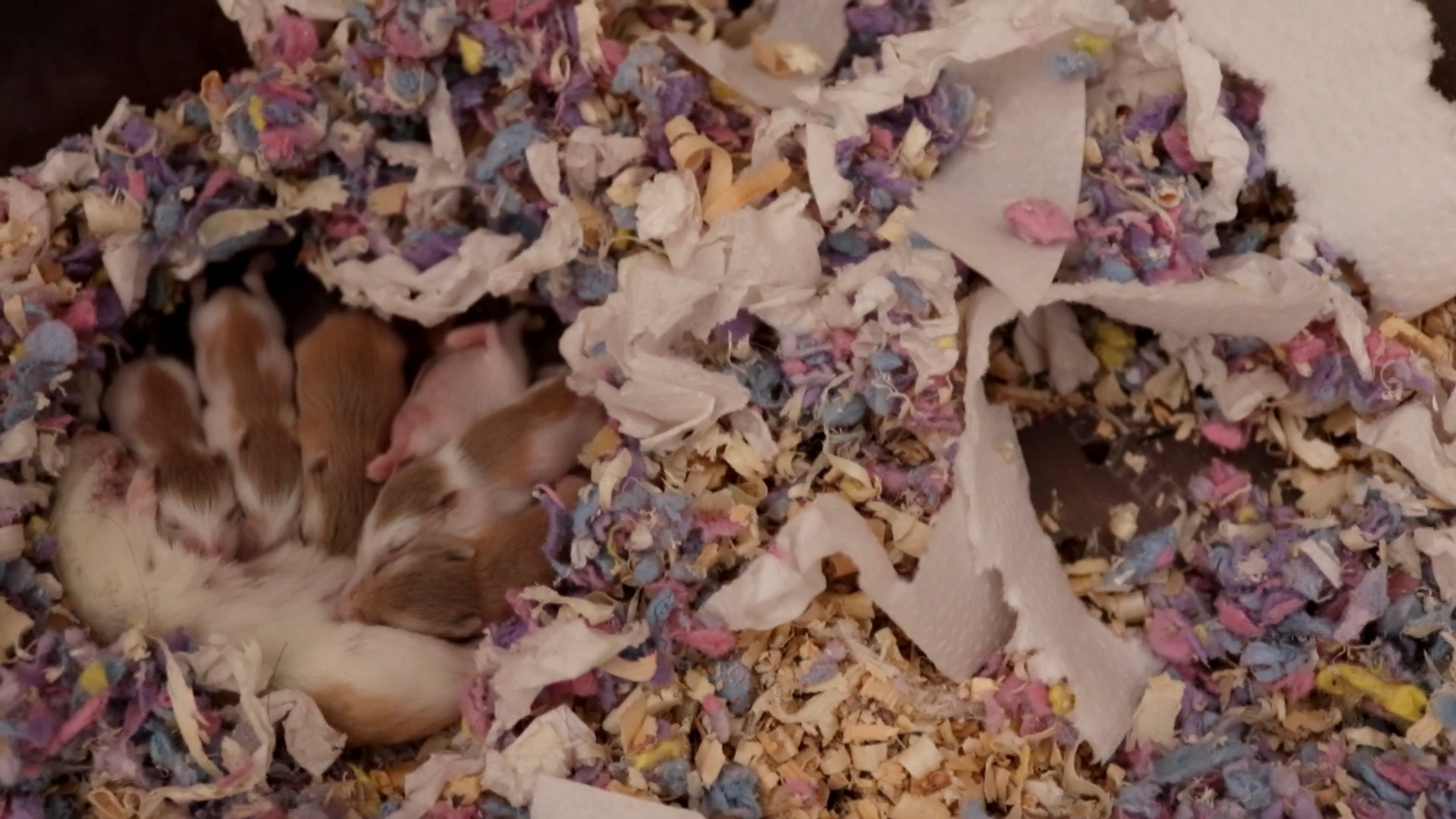 ХОМЯЧКАМ РОБОРОВСКОГО 15 ДНЕЙ ОТ РОДУ / ХОМЯЧКАМ КЭМПБЕЛЛА 5 ДНЕЙ ОТ РОДУ смотреть онлайн