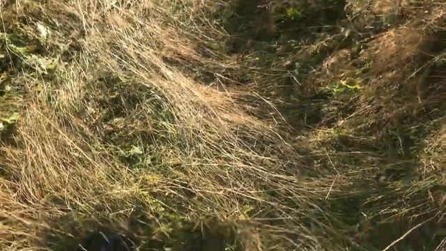 Поиск исчезнувших Деревень. Забытое Село прошлых Веков. смотреть онлайн