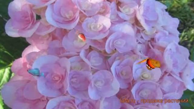 Гортензия крупнолистовая Ю энд ми лав ? обзор: как сажать, саженцы гортензии Ю энд ми лав смотреть онлайн