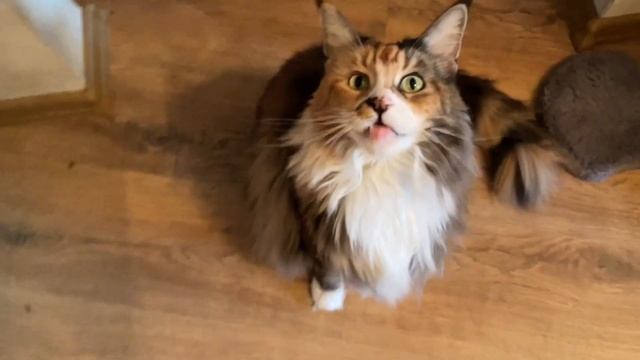 Кошку не пускают домой смотреть онлайн