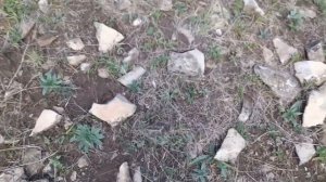 Ловлю прытких ящериц! Как поймать прытких ящериц! #ящерица