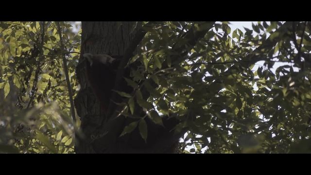 Sony RX10 II (M2) Cinematic Test, 4K, Slow Motion, Sample Video смотреть онлайн