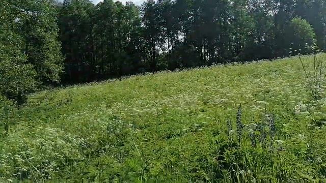 Что на пасеке Владимирских ульев лежаков и медоносы начал июня месяца. смотреть онлайн