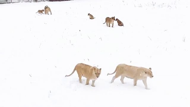 БЕЛЫЕ ЛЬВЫ вышли из тёплого домика погулять и порезвиться в снегу !! Владивосток. Парк «БЕЛЫЙ ЛЕВ» смотреть онлайн