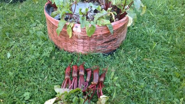 ВЫРАЩИВАНИЕ СВЁКЛЫ В МЕШКАХ с мульчированием укрывным материалом. От и До.. 2017 год. смотреть онлайн