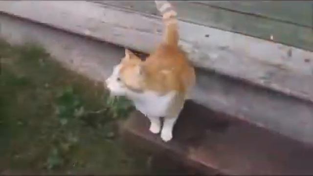 Кошки России Russian cats смотреть онлайн