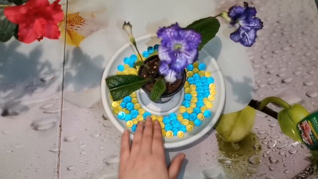 Комнатные цветы. Азалия. смотреть онлайн