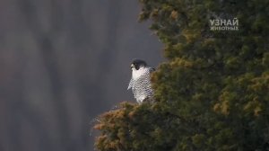 Сокол САПСАН – Быстрый Как Ветер! Благородный Сокол в Деле!