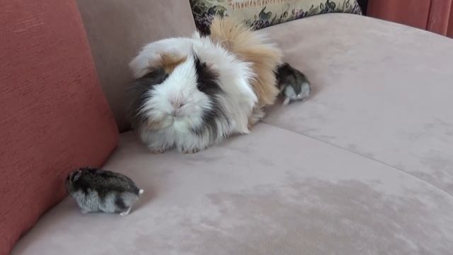 Guinea pig and hamsters. Funny animals. Морская свинка и хомячки смотреть онлайн