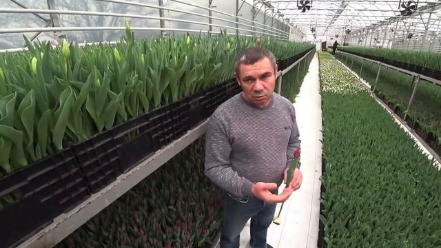 Выращивание тюльпанов. Бизнес на тюльпанах в Краснодарском крае Beltulpan 25 лет в деле смотреть онлайн