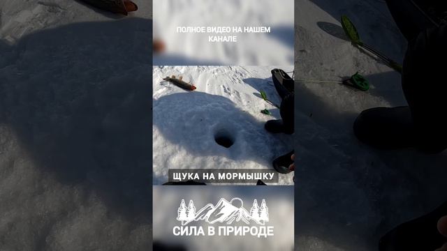 ЩУКА НА МОРМЫШКУ РЫБАЛКА 2024 МАРТ смотреть онлайн