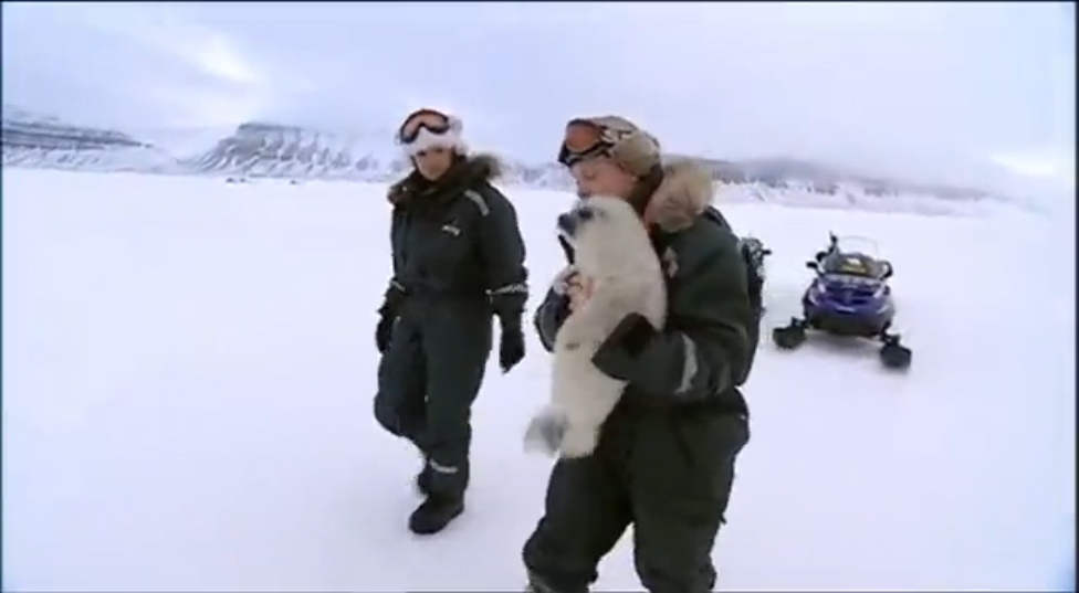 Спасение тюлененка смотреть онлайн