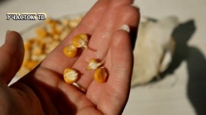 КУКУРУЗА МГНОВЕННО ПРОРАСТАЕТ - Как Быстро Прорастить Кукурузу Для Посадки