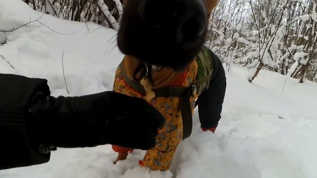 Сумка на собаку своими руками