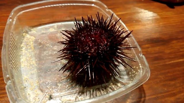 морской ёж смотреть онлайн