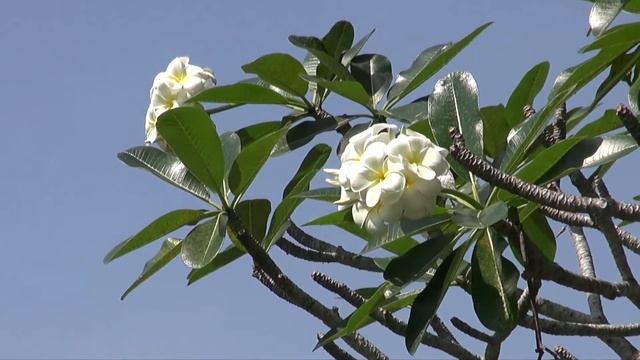 The temple of Taman Ayun (Bali - Indonesia) смотреть онлайн