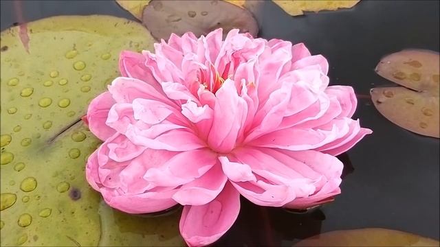 Нимфея Crazy Pom Pom (Сумасшедший Пом Пом) кувшинка, waterlily, водные растения, пруд смотреть онлайн