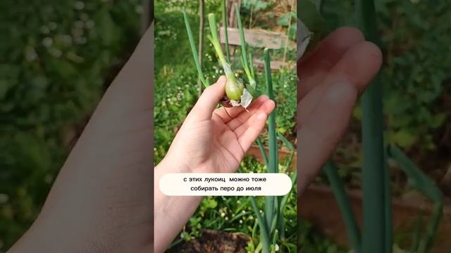 МНОГОЯРУСНЫЙ ЛУК? #огород #дача #урожай #садогород #земледелие смотреть онлайн