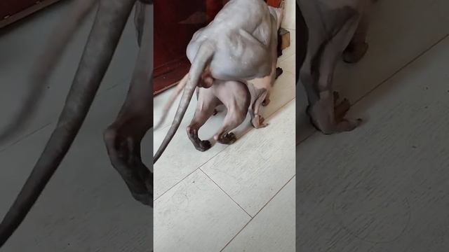 Вязка сфинкса 18+ эльфа Mating of the Canadian Sphynx mating of a cat вязка животных смотреть онлайн