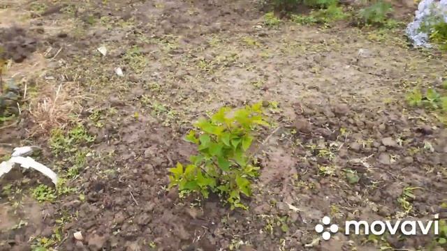Опоры для клематисов. смотреть онлайн