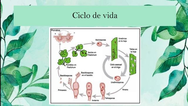 Erwinia Caratovora & Puccinia Spp (Seminario) смотреть онлайн